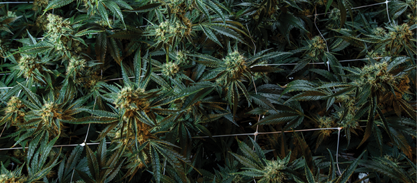 Emerald Magazine | Navigating a Post-Regulatory Cannabis World